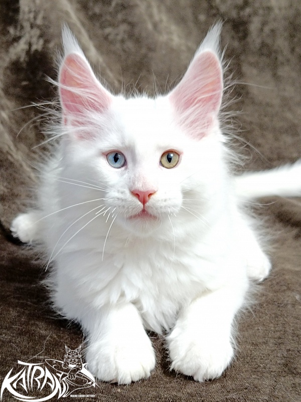 Katran Porsche - Kitten maine-coon 2 months