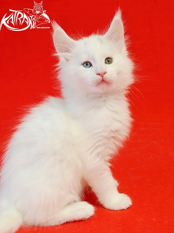Katran Porsche - Kitten maine-coon 1 month 1.5 week
