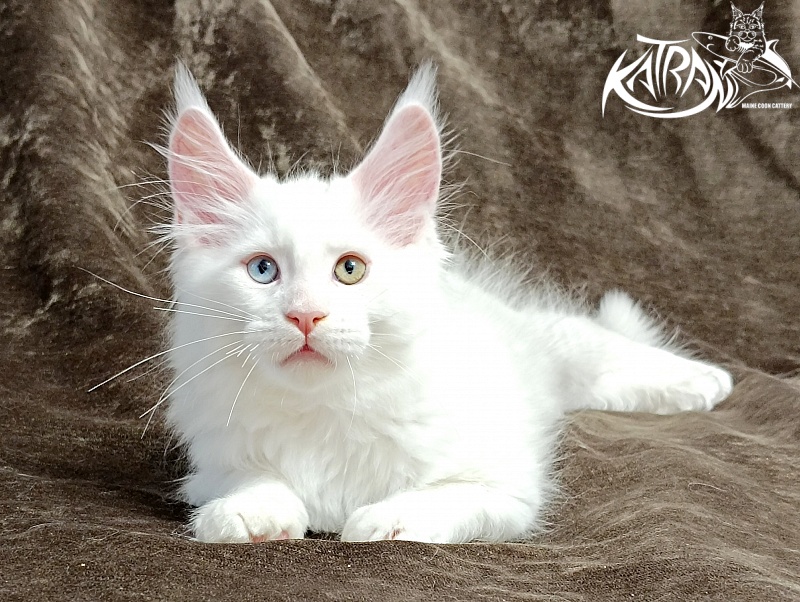 Katran Porsche - Kitten maine-coon 2 months