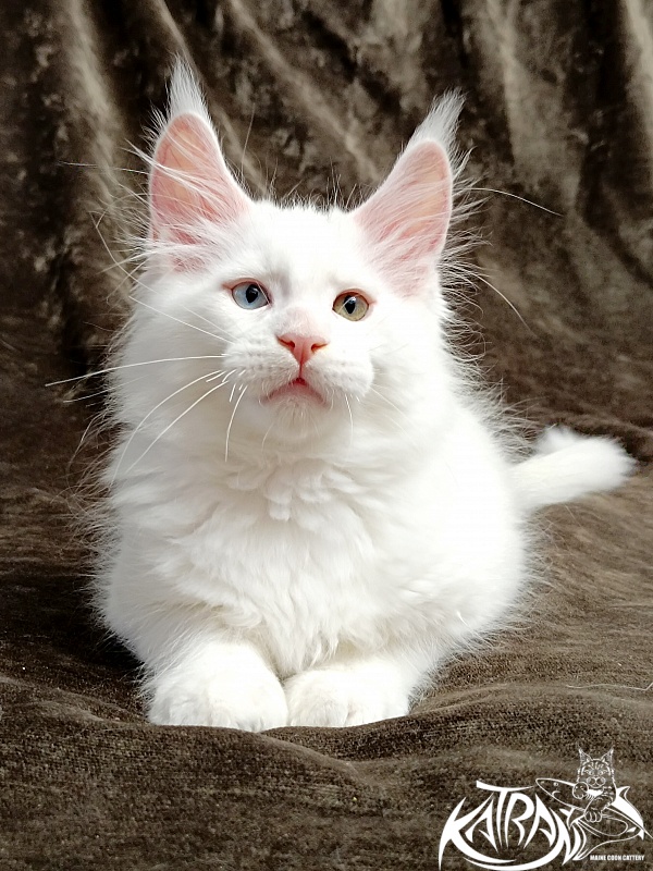 Katran Porsche - Kitten maine-coon 2 months