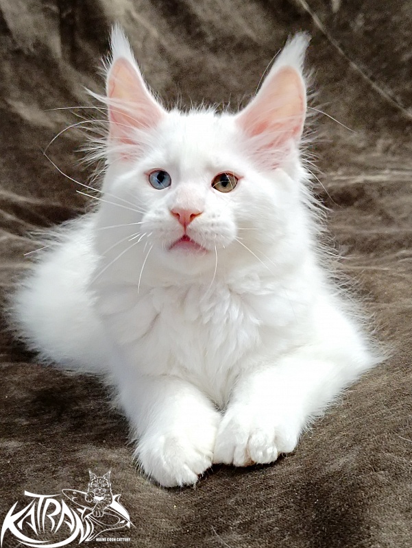 Katran Porsche - Kitten maine-coon 2 months