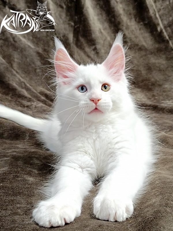 Katran Porsche - Kitten maine-coon 2 months