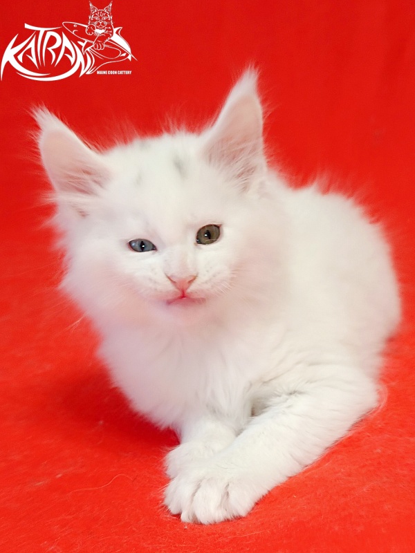 Katran Porsche - Kitten maine-coon 1 month 1.5 week