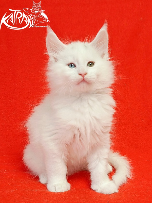 Katran Porsche - Kitten maine-coon 1 month 1.5 week