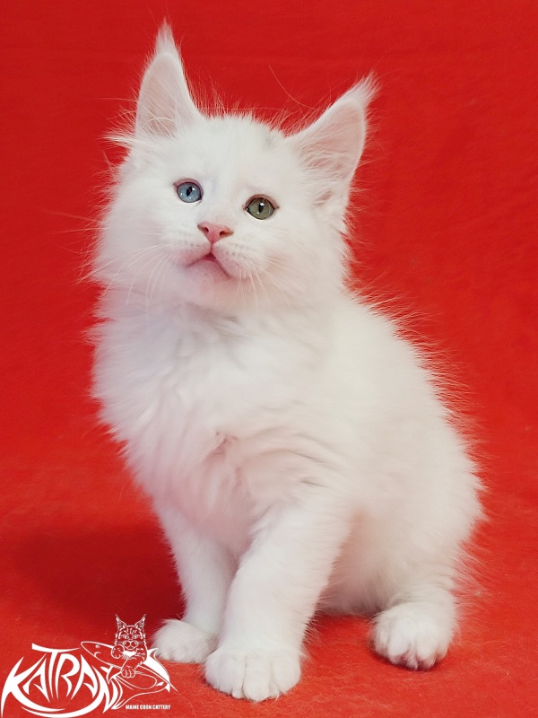 Katran Porsche - Kitten maine-coon 1 month 1.5 week