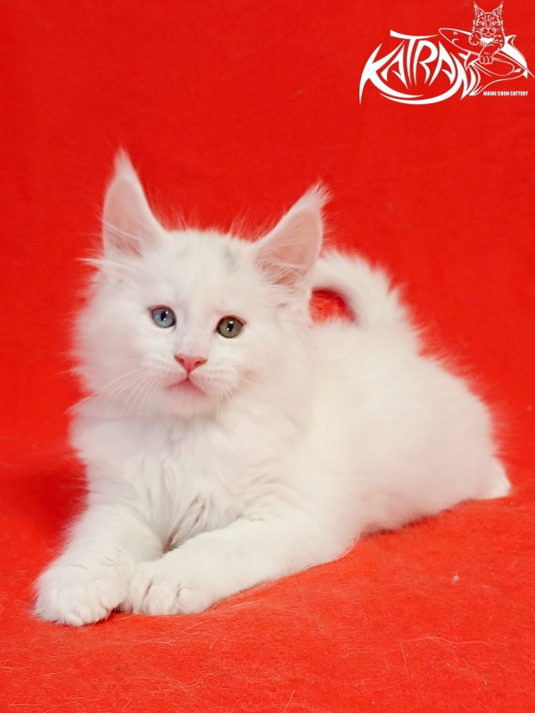 Katran Porsche - Kitten maine-coon 1 month 1.5 week