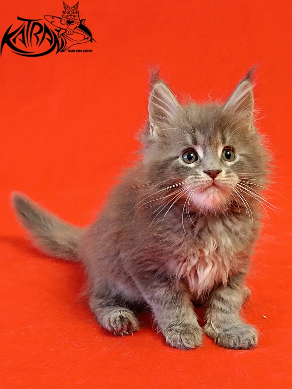Katran Peach - Kitten maine-coon 1 month 1.5 week