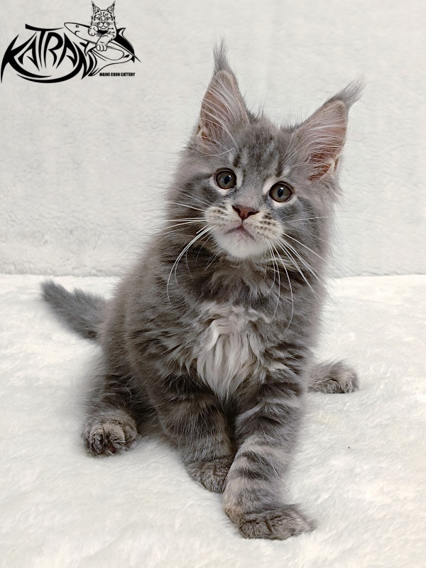 Katran Peach - Kitten maine-coon 2 months
