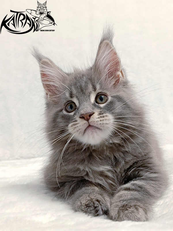 Katran Peach - Kitten maine-coon 2 months
