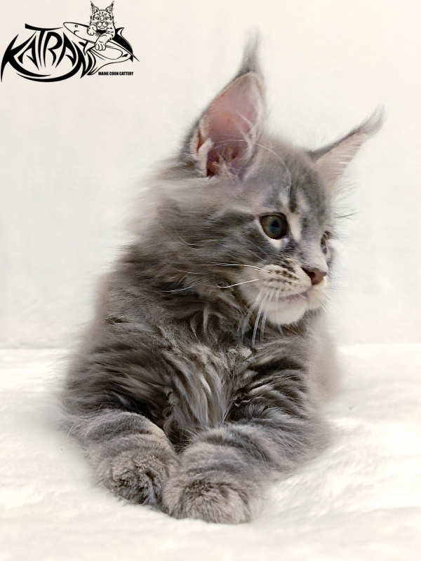 Katran Peach - Kitten maine-coon 2 months