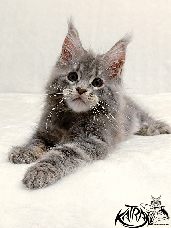 Katran Peach - Kitten maine-coon 2 months