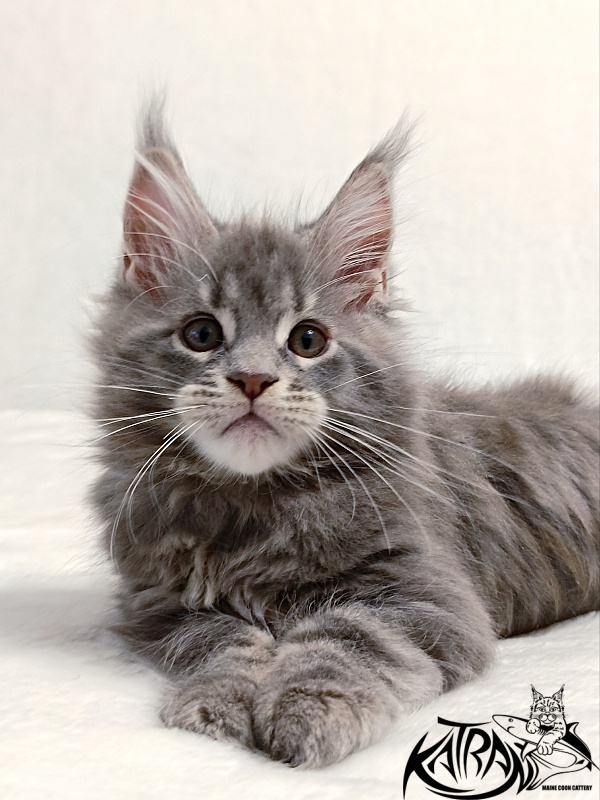 Katran Peach - Kitten maine-coon 2 months