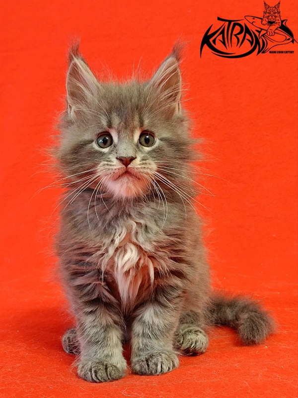 Katran Peach - Kitten maine-coon 1 month 1.5 week