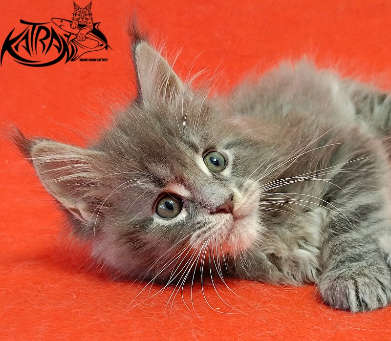 Katran Peach - Kitten maine-coon 1 month 1.5 week