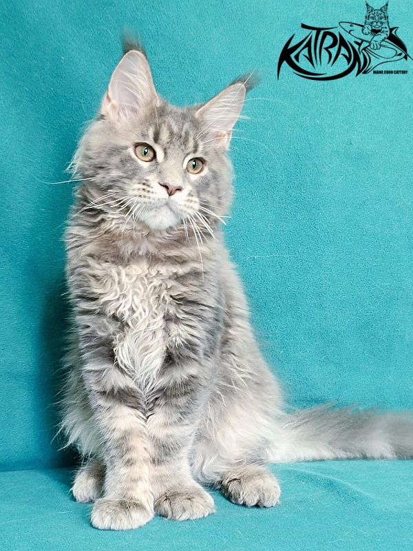Katran Peach - Kitten maine-coon 4 months