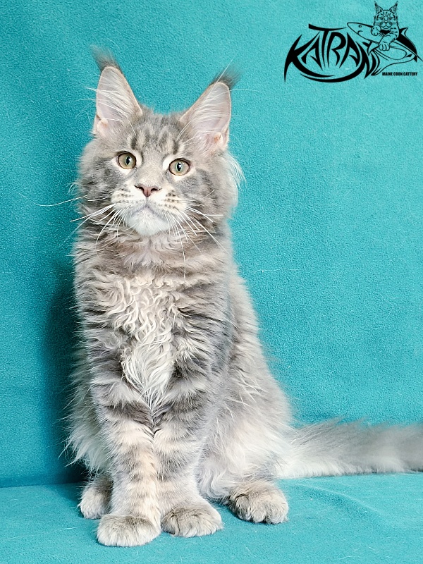 Katran Peach - Kitten maine-coon 4 months