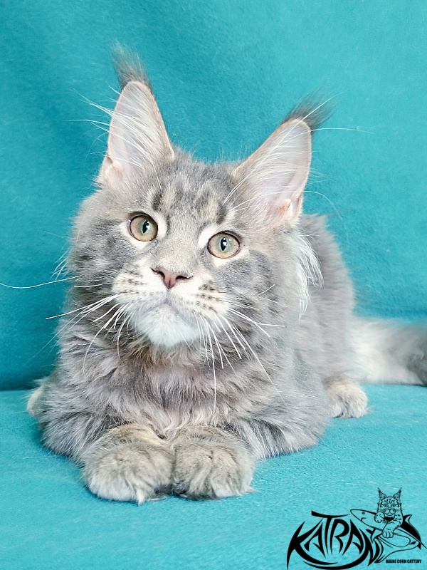 Katran Peach - Kitten maine-coon 4 months
