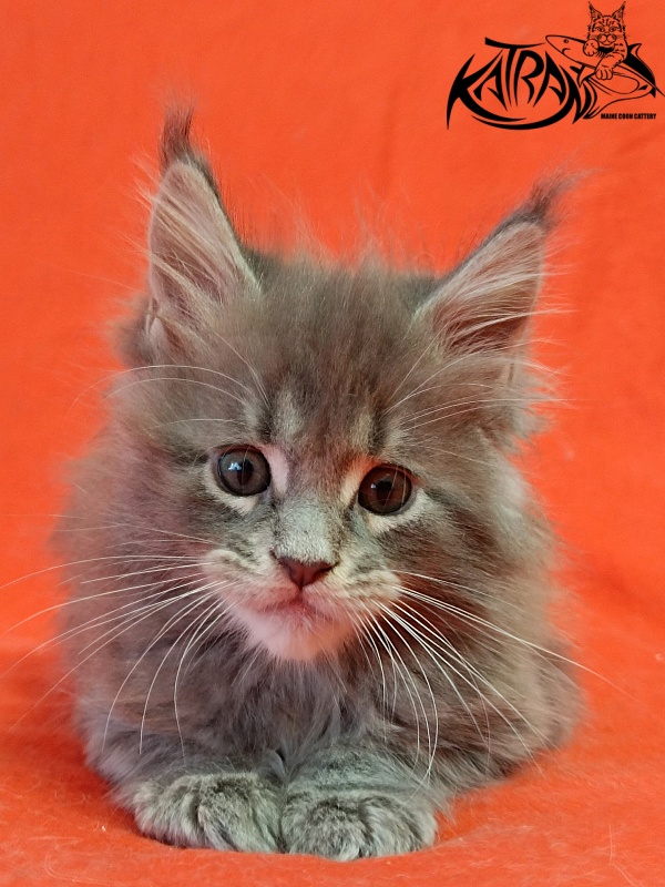 Katran Peach - Kitten maine-coon 1 month 1.5 week