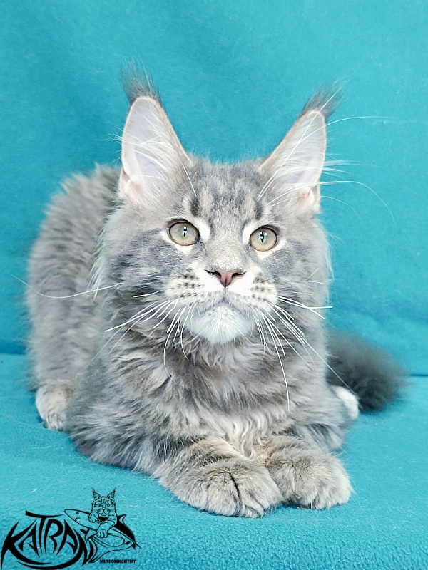 Katran Peach - Kitten maine-coon 4 months