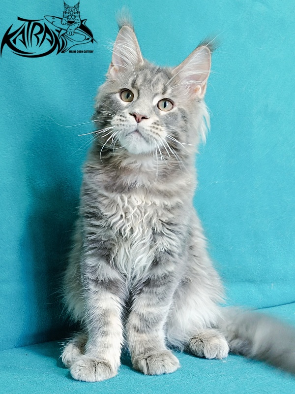 Katran Peach - Kitten maine-coon 4 months