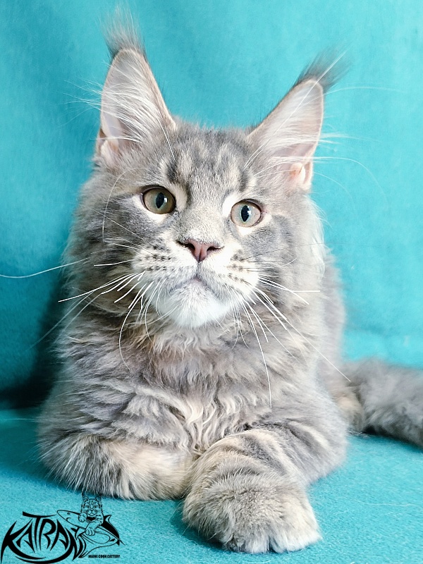 Katran Peach - Kitten maine-coon 4 months