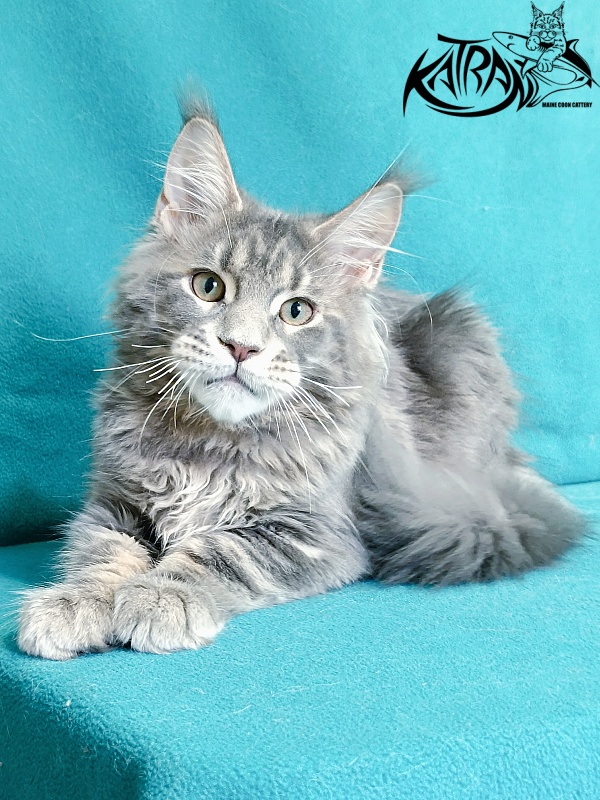 Katran Peach - Kitten maine-coon 4 months