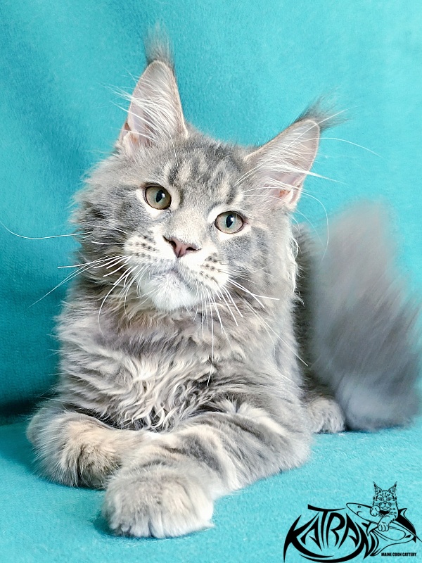 Katran Peach - Kitten maine-coon 4 months