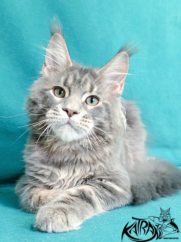 Katran Peach - Kitten maine-coon 4 months