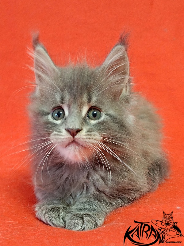 Katran Peach - Kitten maine-coon 1 month 1.5 week