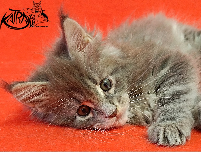 Katran Peach - Kitten maine-coon 1 month 1.5 week