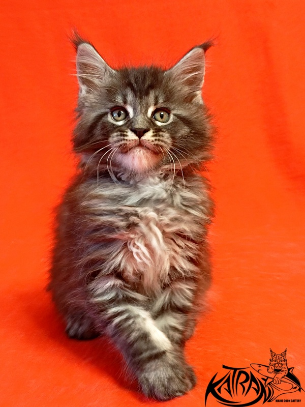 Katran Parker - Kitten maine-coon 1 month 1.5 week