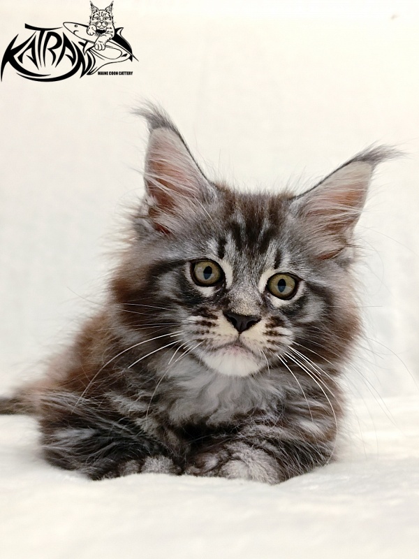 Katran Parker - Kitten maine-coon 2 months