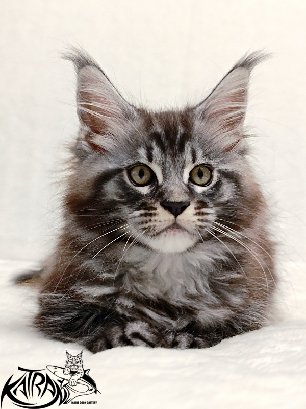 Katran Parker - Kitten maine-coon 2 months