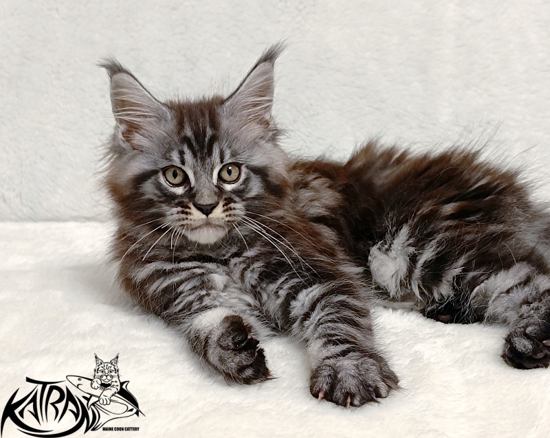 Katran Parker - Kitten maine-coon 2 months