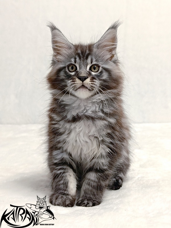 Katran Parker - Kitten maine-coon 2 months