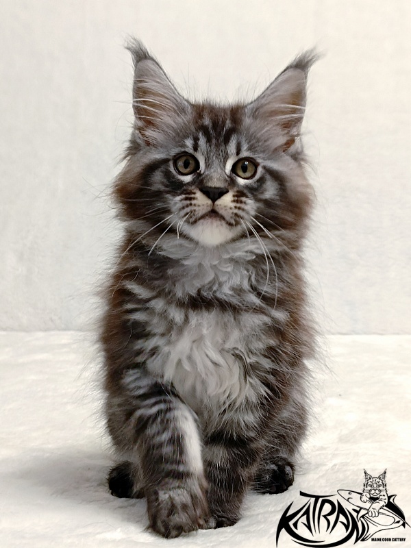Katran Parker - Kitten maine-coon 2 months
