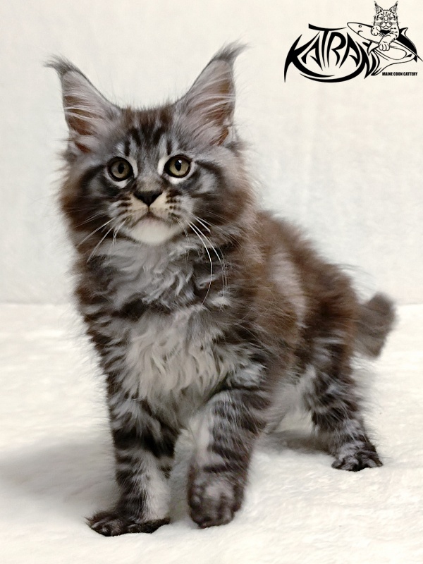 Katran Parker - Kitten maine-coon 2 months