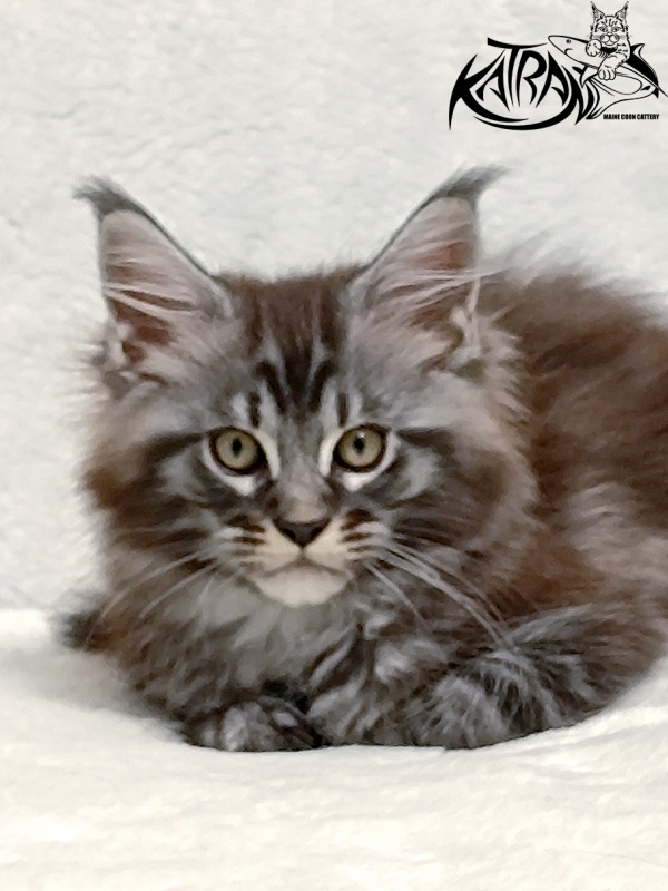 Katran Parker - Kitten maine-coon 2 months