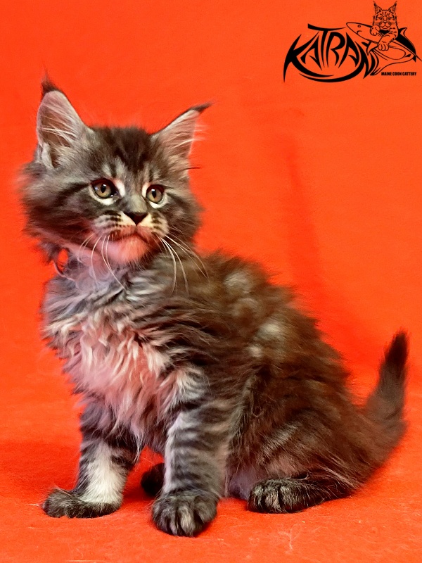 Katran Parker - Kitten maine-coon 1 month 1.5 week