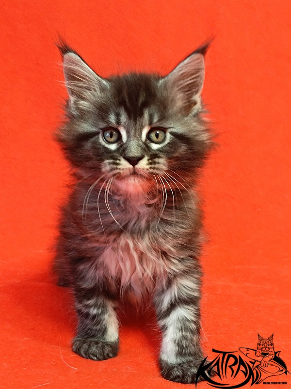 Katran Parker - Kitten maine-coon 1 month 1.5 week