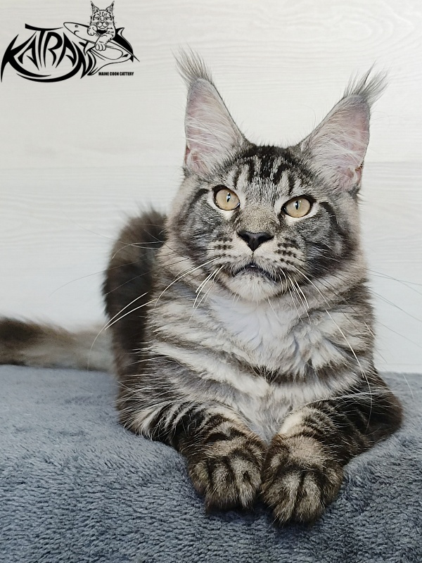 Katran Parker - Kitten maine-coon 6 months