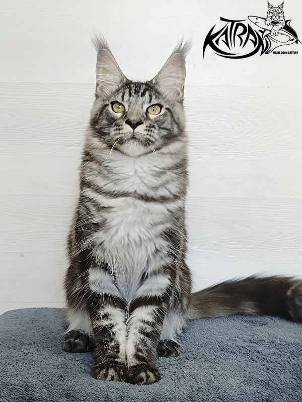 Katran Parker - Kitten maine-coon 6 months