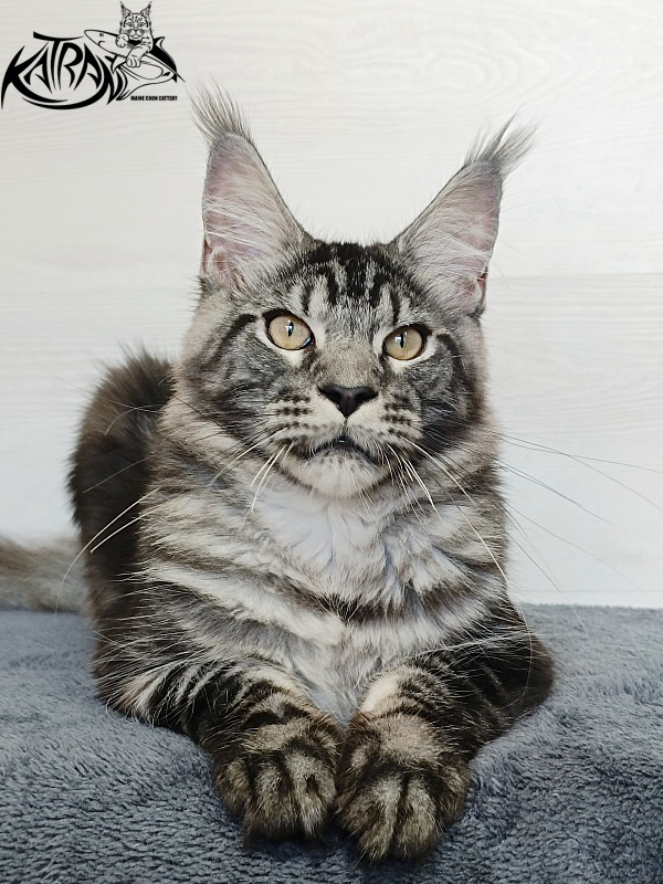 Katran Parker - Kitten maine-coon 6 months