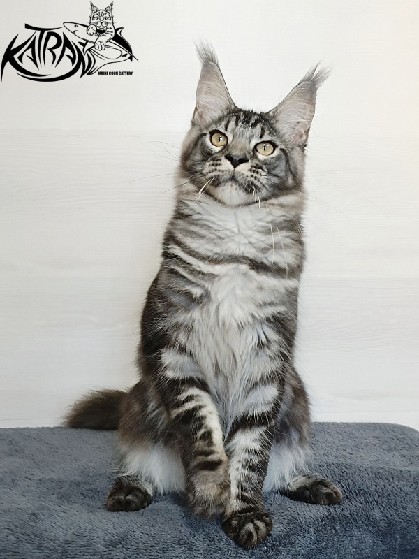 Katran Parker - Kitten maine-coon 6 months