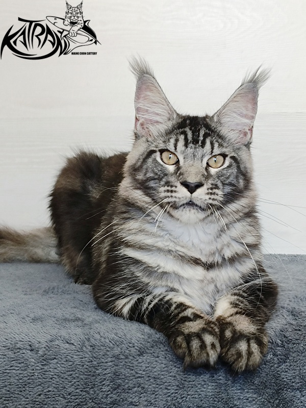 Katran Parker - Kitten maine-coon 6 months