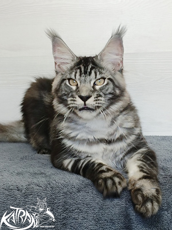 Katran Parker - Kitten maine-coon 6 months