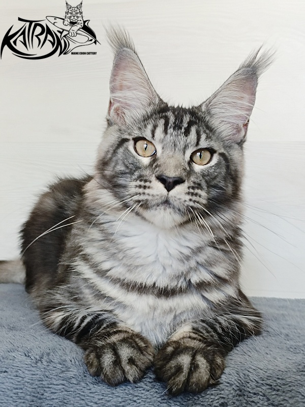Katran Parker - Kitten maine-coon 6 months