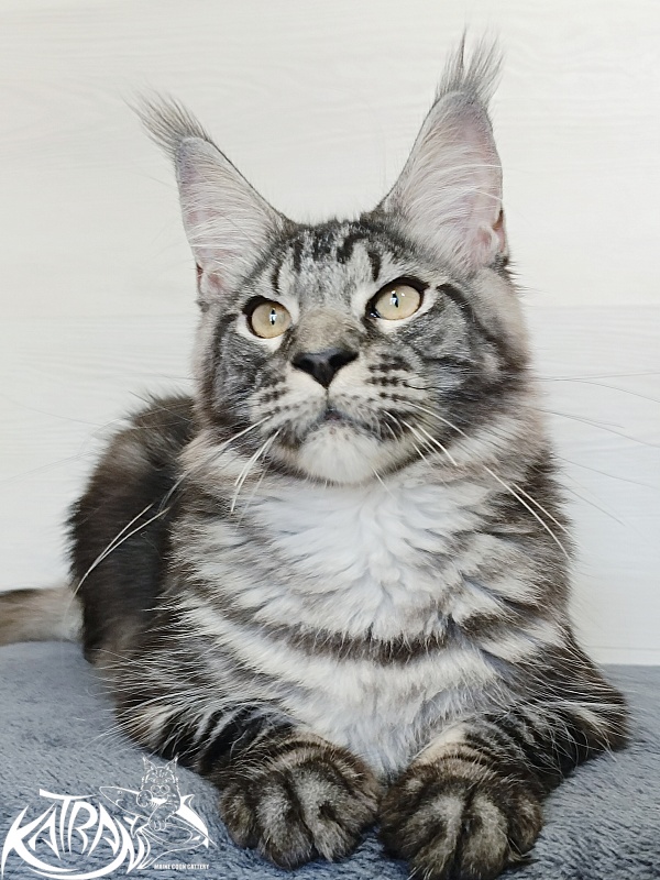 Katran Parker - Kitten maine-coon 6 months