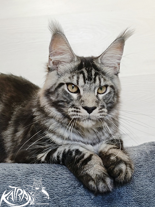 Katran Parker - Kitten maine-coon 6 months