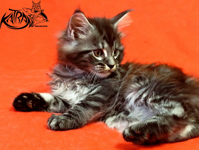 Katran Parker - Kitten maine-coon 1 month 1.5 week